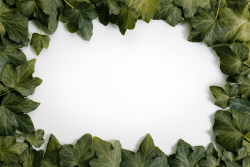 pale leaves on white background