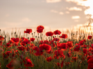 Flowers Red poppies blossom on wild field. Beautiful field red poppies with selective focus. Red poppies in soft light.