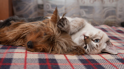 a small dog and a kitten sleep at home
