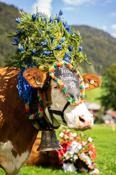 Almabtrieb Gasteig in Tirol, (Hoamfohn) mit den Kühen von der Alm