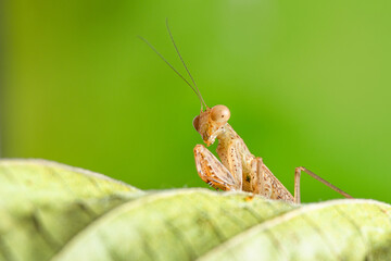 Closeup head shot of mantis on leaf over green background. Macro shot insect with selective focus.