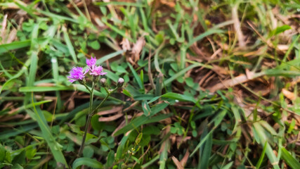 selective focus on beautiful purple flower