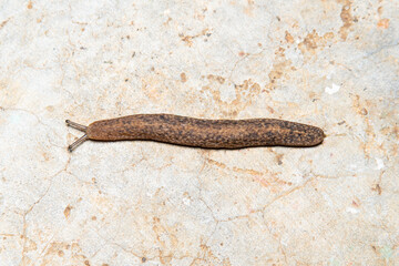 Closeup slug on ground. Macro shot of slug.