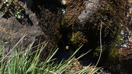 Fototapeta premium Hidden frog