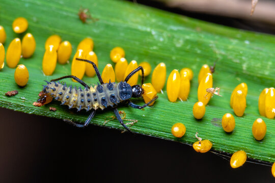 Closeup larva ladybug eating it's eggs on green leaf. Macro shot of larva ladybird and eggs.