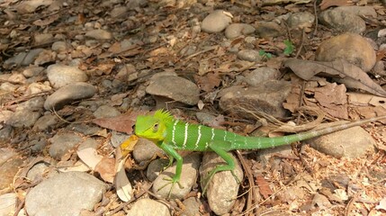 Kerala green chameleon