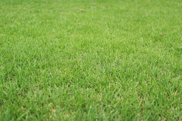 新緑の芝生