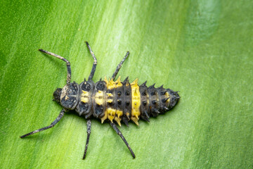 Closeup ladybug larva on green leaf. Macro shot of ladybird larva. 