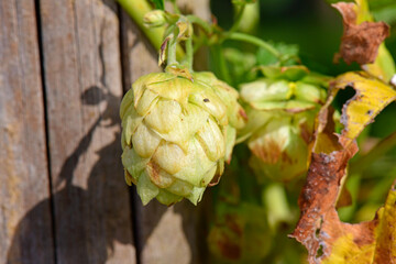 Hop (Humulus lupulus) grows around a wooden pole in a garden