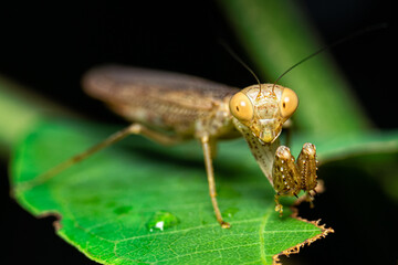 Macro shot of playing mantis on green leaf. Beautiful closeup mantis insect.