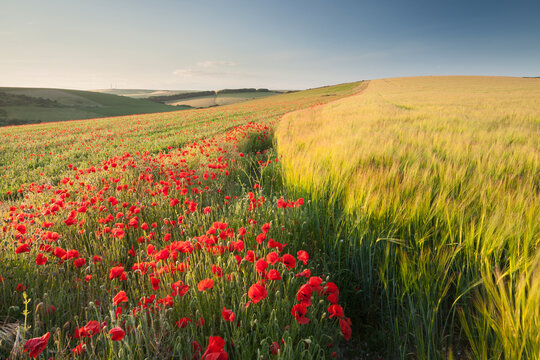  A poppy and barley field in the summer