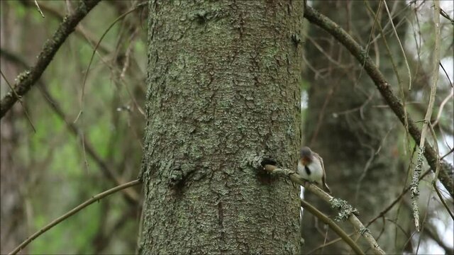 A small songbird Red-breasted flycatcher, Ficedula parva cleaning itself in an old-growth boreal forest in Estonia, Northern Europe. 