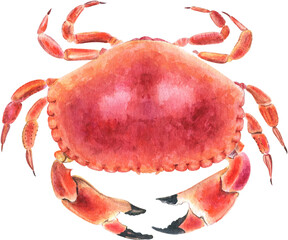 Watercolor hand drawn crab. Isolated illustration on white background.