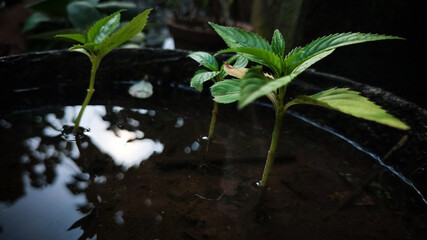 small green plant on water pot