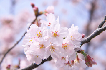 桜