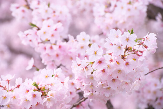 桜