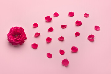 Red flower and petals on a pink background. Top view.