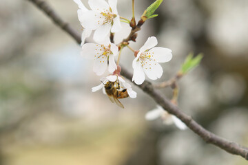 桜