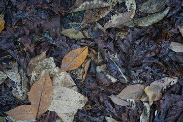 Dry leaf litter or nature garbage 