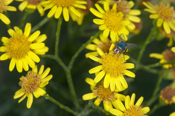 Common housefly sitting on yellow common ragwort