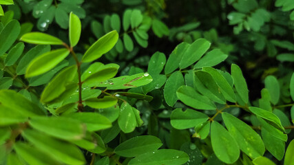 water drops on green leaves of a plant