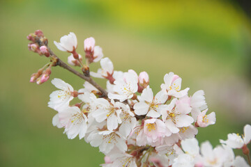 桜
