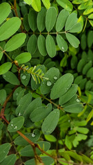 water drops on green leaves of a plant