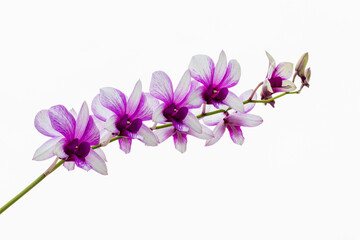 Fototapeta na wymiar Closeup white purple orchid isolated on white background