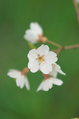 桜