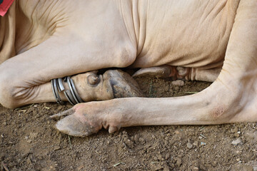 two hoofs of a cow close up