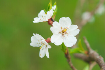 桜