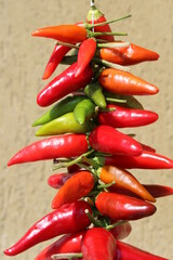 Peperoncini piccanti e colorati nell'orto in estate