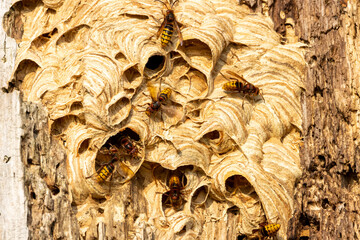 European hornet or giant hornet nest in hollow tree with multiple large killer hornets crawling on top of the nest close up