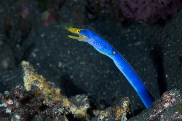 Ribbon Eel - Rhinomuraena quaesita (adult male). Underwater world of Tulamben, Bali, Indonesia.