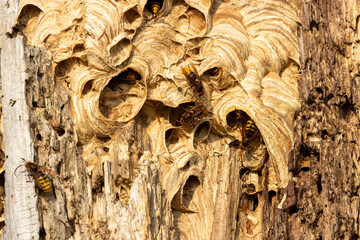 European hornet or giant hornet nest in hollow tree with multiple large killer hornets crawling on top of the nest close up