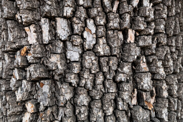 Bark of american persimmon tree or Diospyros virginiana. Old tree bark texture