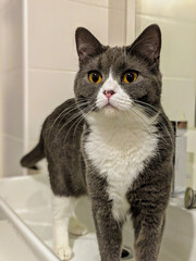 Adorable curious grey and white cat standing on its paws - pet indoor - golden eyes cat