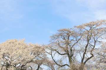 Fototapeta premium 桜