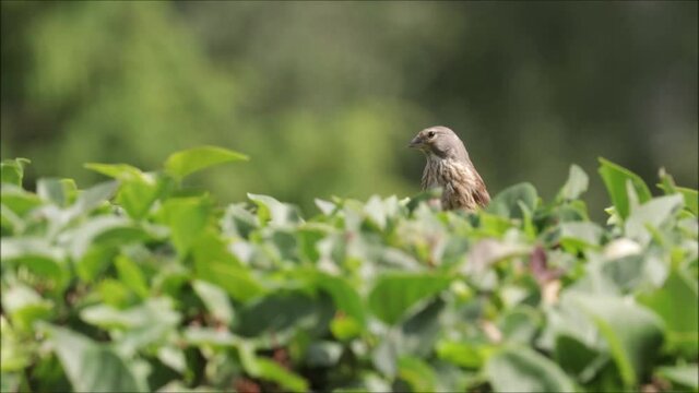 European songbird Common linnet, Carduelis cannabina sitting on a hedge and looking around during a beautiful summer day in Estonian garden, Northern Europe. 