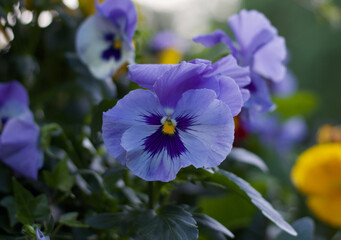 Beautiful pale purple pansy flowers in soft blurred garden setting
