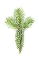 Natural green spruce twig background or texture