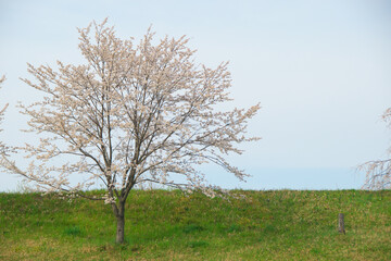 Fototapeta premium 桜