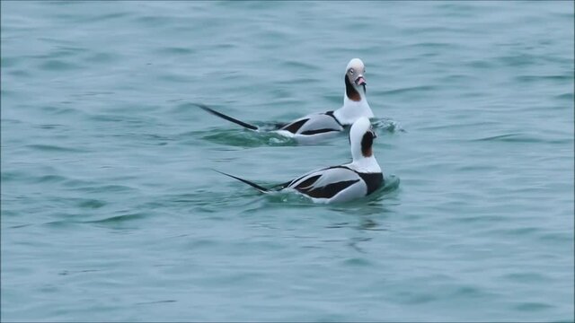 Beautiful and unique male Long-tailed ducks, Clangula hyemalis swimming in a blue Baltic sea water during spring display in coastal Estonia, Northern Europe. 