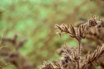 Flores en un campo de La-Mancha