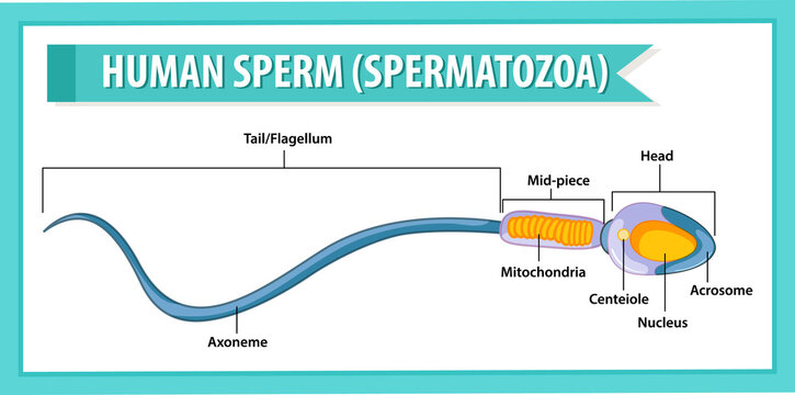Human Sperm or spermatozoa cell structure