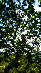 a bokeh scene of tree natural with shadow and light.