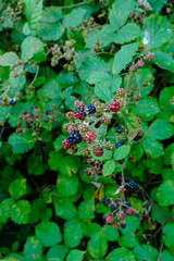 Ein dorniger / stacheliger Strauch mit wilden Brombeeren (lat.: Rubus sect. Rubus) wächst im Wald...