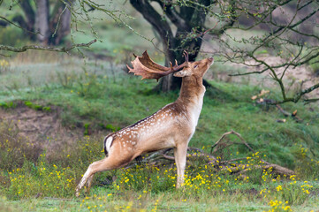 Deer - Dama Dama - Hert