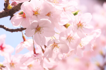 桜