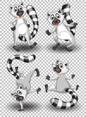 Set of cute raccoon on transparent background © GraphicsRF